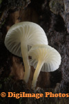 Fungi Mycena Species